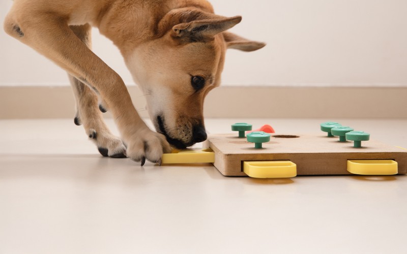 4 modi divertenti per rendere felici e impegnati i cani